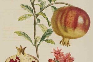  Duhamel du Monceau, Henri Louis: Traité Des Arbres Fruitiers , 1835